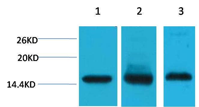 Histone H3 Monoclonal Antibody (Mix-mA™)
