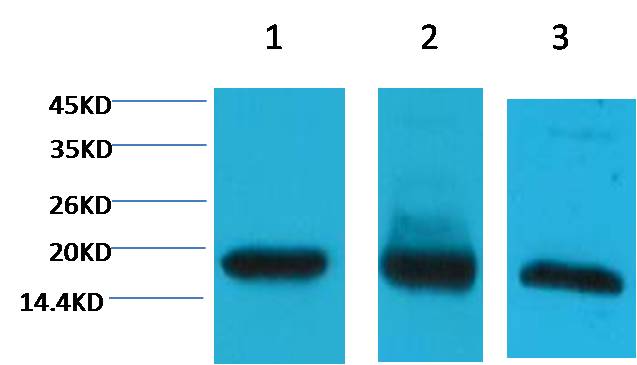 Histone H3 Monoclonal Antibody (8F7)