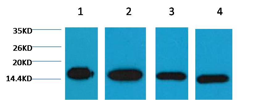 Histone H3 Monoclonal Antibody (1G1)