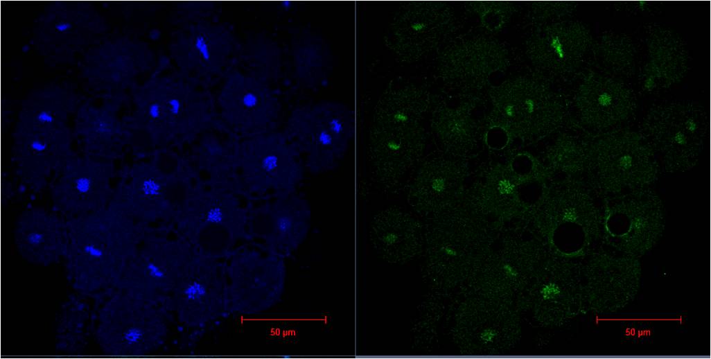 Histone H3 Monoclonal Antibody (1G1)
