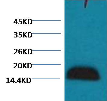 Histone H3 Monoclonal Antibody (Zebrafish Specific)