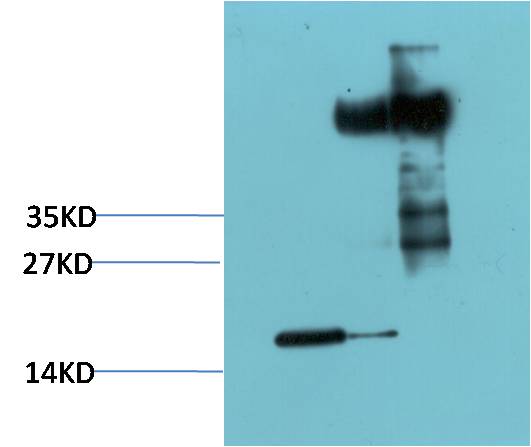 Histone H3 Polyclonal Antibody