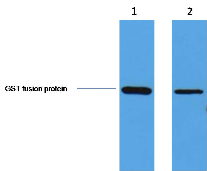 GST-Tag Polyclonal Antibody