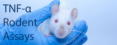 TNF-α Rodent Immunoassays