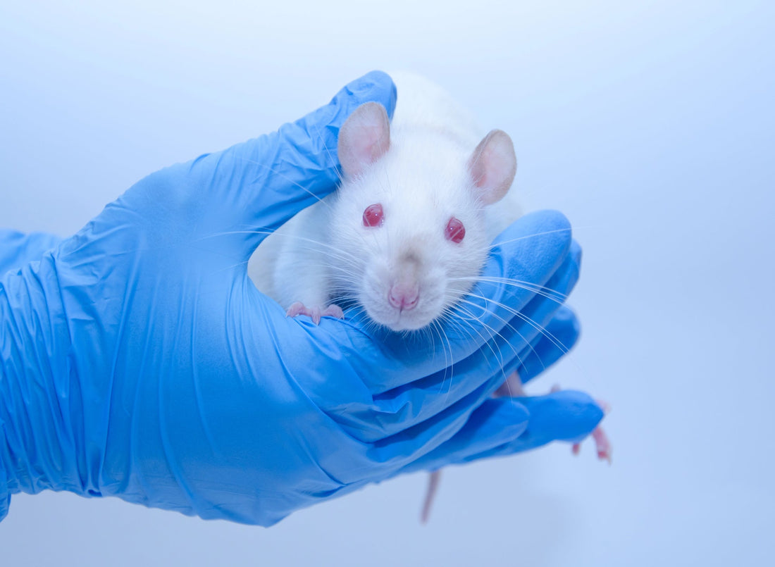 IL-6 Mouse and Rat ELISA Immunoassays