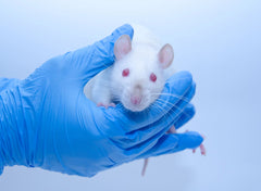 IL-6 Mouse and Rat ELISA Immunoassays