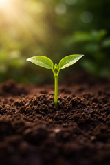 Plant ELISA Kits: ABA, GA, SA, JA, Cytokinin (CYT), IAA, GABA & MIOX for Plant Research