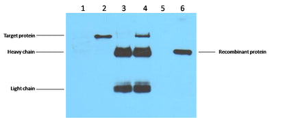 IP antibody use：5ug Flag Mouse IgG1 per ml Lysate, WB 1:5000  1. untransfected 293 cell lysate  2. transfected 293 cell lysate with   Flag-tag fusion protein  3. IP (transfected 293+ normal Mouse IgG+Protein G agarose)  4. IP (transfected 293+anti- Flag mAb+ P