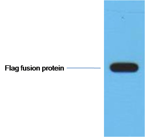 1ug Flag fusion protein+ Primary antibody dilution at 1:10,000.