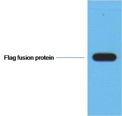 1ug Flag fusion protein+ Primary antibody dilution at 1:10,000.