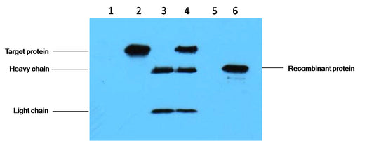 IP antibody use：3ug Flag Mouse IgG1 per ml Lysate, WB 1:5000  1. untransfected 293 cell lysate  2. transfected 293 cell lysate with C-Myc-tag fusion protein  3. IP (transfected 293+ normal Mouse IgG+Protein G agarose)  4. IP (transfected 293+anti- C-Myc mAb+ P