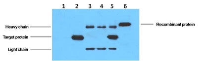 IP antibody use：5ug His Mouse IgG1 per ml Lysate, WB 1:3000  1. untransfected 293 cell lysate  2. transfected 293 cell lysate with His-tag fusion protein  3. IP (untransfected 293+anti-His mAb+ Protein G agarose)  4. IP (transfected 293+ normal Mouse IgG+Prote