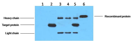 IP antibody use：5ug His Mouse IgG1 per ml Lysate, WB 1:3000  1. untransfected 293 cell lysate  2. transfected 293 cell lysate with His-tag fusion protein  3. IP (untransfected 293+anti-His mAb+ Protein G agarose)  4. IP (transfected 293+ normal Mouse IgG+Prote