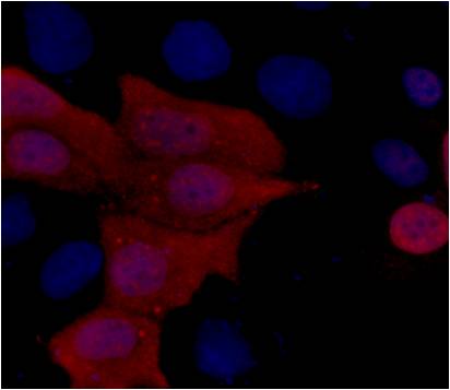 IF analysis of 293 cells transfected with a His-tag protein, using ELKbio anti-HisTag Mouse mAb at a 1:1000 dilution (blue DAPI, red anti-His)