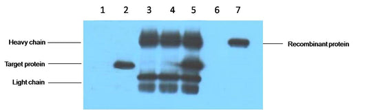IP antibody use：5ug V5 Mouse IgG1 per ml Lysate, WB 1:5000  1. untransfected 293 cell lysate  2. transfected 293 cell lysate with V5-tag fusion protein  3. IP(untransfted 293+anti-V5 mAb+Protein G agarose)  4. IP (transfected 293+ normal Mouse IgG+Protein G ag