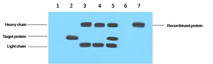 IP antibody use：5ug VSV-G Mouse IgG1 per ml Lysate, WB 1:5000  1. untransfected 293 cell lysate  2. transfected 293 cell lysate with VSV-G-tag fusion protein  3. IP(untransfted 293+anti-VSV-G mAb+Protein G agarose)   4. IP (transfected 293+ normal Mouse IgG+Pr