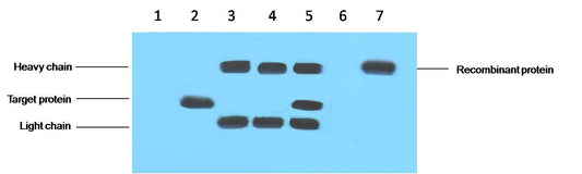 IP antibody use：5ug VSV-G Mouse IgG1 per ml Lysate, WB 1:5000  1. untransfected 293 cell lysate  2. transfected 293 cell lysate with VSV-G-tag fusion protein  3. IP(untransfted 293+anti-VSV-G mAb+Protein G agarose)   4. IP (transfected 293+ normal Mouse IgG+Pr