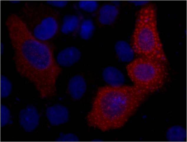 IF analysis of 293T cells transfected with a VSV-G-tagged protein, using ELKbio VSV-G-Tag (8D6) Mouse mAb at a 1:2000 dilution (blue DAPI ,red anti-VSV-G)