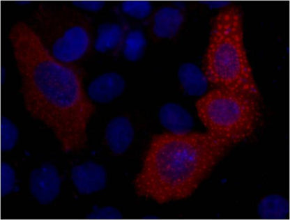 IF analysis of 293T cells transfected with a VSV-G-tagged protein, using ELKbio VSV-G-Tag (8D6) Mouse mAb at a 1:2000 dilution (blue DAPI ,red anti-VSV-G)