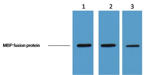 0.5ug MBP fusion protein+ Primary antibody dilution at  1. 1:3,000  2. 1:5,000  3. 1:10,000