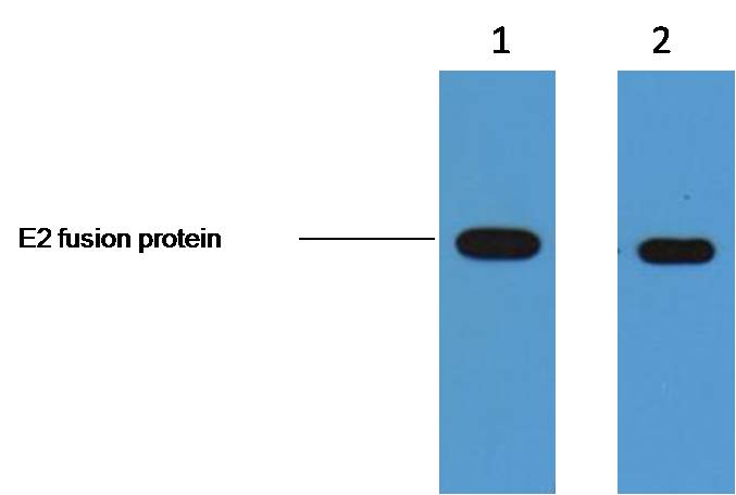2ug E2 fusion protein+ Primary antibody dilution at  1. 1:5,000  2. 1:10,000