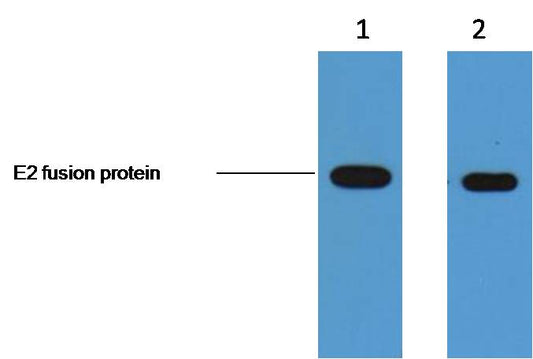 2ug E2 fusion protein+ Primary antibody dilution at  1. 1:5,000  2. 1:10,000