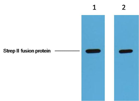 1ug Strep II fusion protein+ Primary antibody dilution at   1. 1:5,000  2. 1:10,000