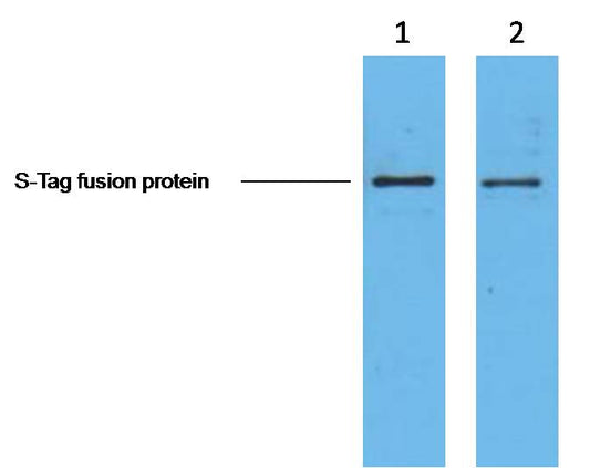 2ug S-Tag fusion protein+ Primary antibody dilution at  1. 1:5,000  2. 1:10,000