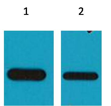 Western blot analysis of Recombinant protein with EM1024 diluted at  1) 1:5,000  2) 1:10,000