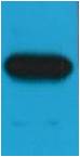 Western blot analysis of c-Myc Recombinant protein with EM1026 diluted at 1:2,000.