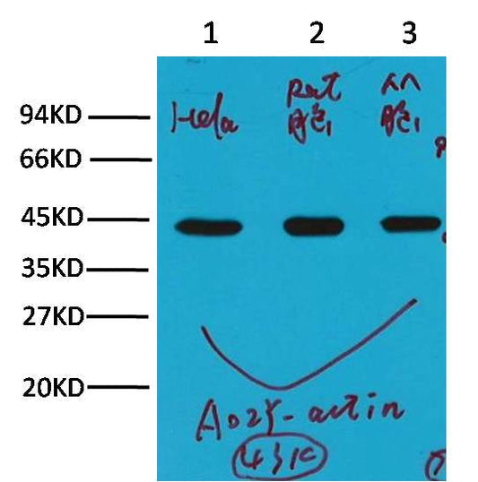 Western blot analysis of Hela (1), Rat brain (2), Mouse brain(3), with Beta-actin mouse mAb(A02) diluted at 1:10,000.