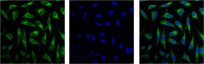 IF analysis of Hela with EM1032(Left) and DAPI (Right) diluted at 1:100.