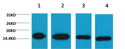 Western blot analysis of 1) Hela, 2) Raw, 3) Mouse Brain Tissue, 4) Rat Brain Tissue with EM1037 diluted at 1:5,000.