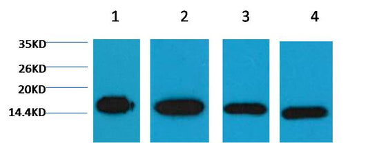 Western blot analysis of 1) Hela, 2) Raw, 3) Mouse Brain Tissue, 4) Rat Brain Tissue with EM1037 diluted at 1:5,000.