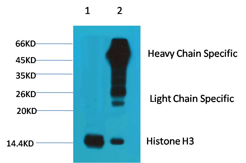 1. Input: Hela Cell Lysate  2. IP product: IP dilute 1:200   Western blot analysis: primary antibody : EM1037             1:2,000  Secondary antibody: Goat anti-Mouse IgG(H+L) (S001)     1:10,000