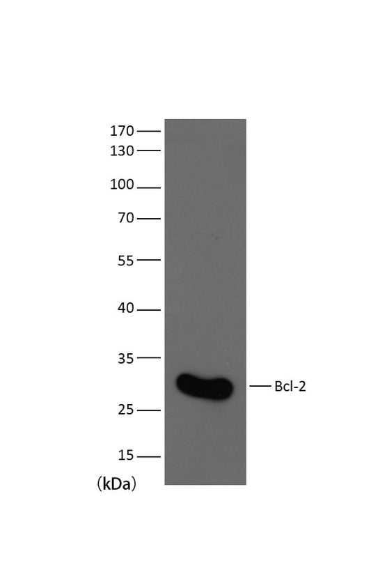 Western blot analysis of Hela with Bcl-2 mouse mAb(6B5) diluted at 1:1,000.