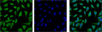 IF analysis of Hela with EM1042(Left) and DAPI (Right) diluted at 1:100.