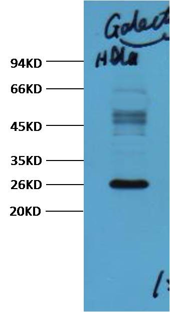 Western blot analysis of Hela, with Galectin-3 mAb diluted at 1:3,000.