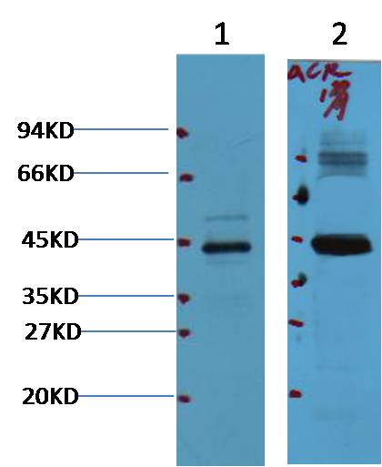 Western blot analysis of 1) HepG2, 2)Mouse Kidney with AMACR/P504S mAb diluted at 1:1,000.