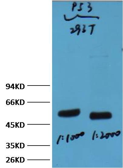 Western blot analysis of 293T, with p53 mAb diluted at  1) 1:1,000  2) 1:2,000