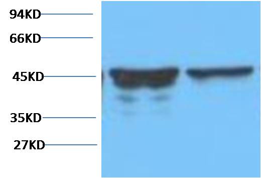 Western blot analysis of Rat Brain Tissue with GFAP mAb diluted at 1:5,000.