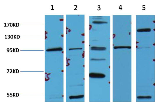 Western blot analysis of 1) Hela, 2) 293T, 3) MCF7, 4)Mouse Brain tissue ,3) Rat LiverTissue with Beta-Catenin mAb diluted at 1:2,000.