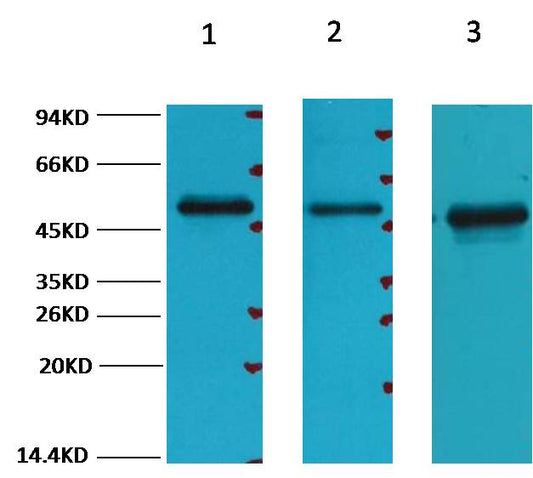 Western blot analysis of 1) 293T, 2) HepG2, 3) Hela, with FH Mouse mAb diluted at 1:3,000.