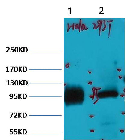 Western blot analysis of 1) Hela, 2) 293T, with ABCB5 Mouse mAb diluted at 1:2,000.
