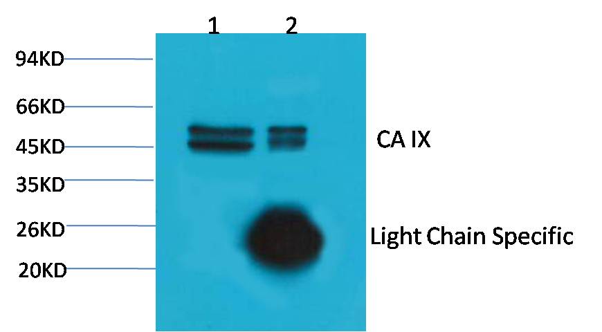 1. Input: Hela Cell Lysate 2. IP product: IP dilute 1:200  Western blot analysis: primary antibody : EM1076    1:2,000  Secondary antibody: Goat anti-Mouse IgG, Light chain specific(S003), 1:5,000