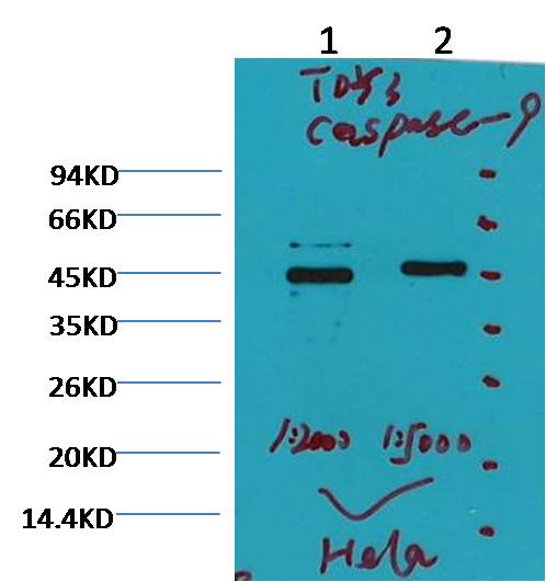 Western blot analysis of Hela with Caspase 9  Mouse mAb diluted at  1) 1:2,000   2) 1:5,000
