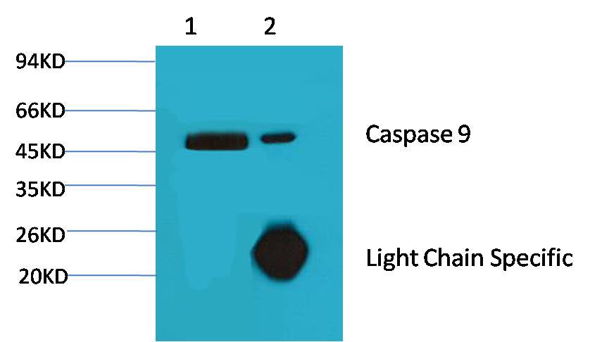 1. Input: Hela Cell Lysate  2. IP product: IP dilute 1:200  Western blot analysis: primary antibody : EM1077   1:1,000  Secondary antibody: Goat anti-Mouse IgG, Light chain specific(S003), 1:5,000