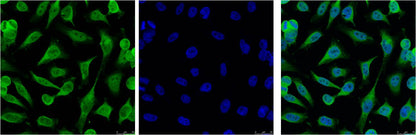 IF analysis of Hela with EM1077(Left) and DAPI (Right) diluted at 1:100.