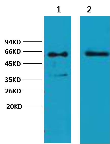 Western blot analysis of 1) Hela, 2) HepG2 ,with Cytokeratin Mouse mAb diluted at 1:2,000.