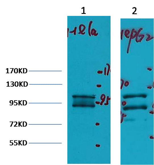 Western blot analysis of 1) Hela, 2) HepG2,with IDE Mouse mAb diluted at 1:2,000.